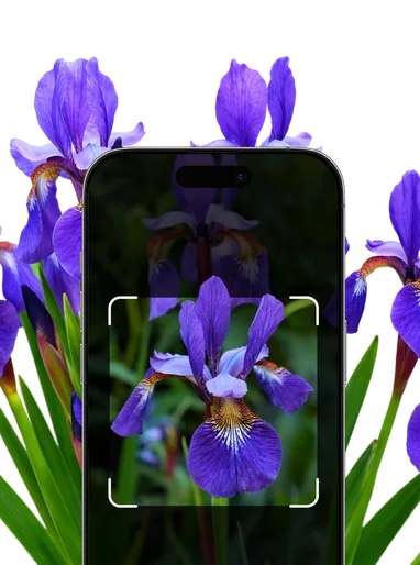Blue and Purple Flower Identification – Hero Mobile