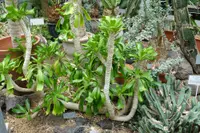 Euphorbia poisoni
