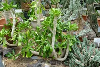 Euphorbia poisoni (Euphorbia poissonii) plant