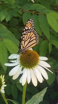 Coneflower