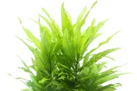Hygrophila corymbosa leaves