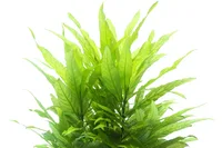 Hygrophila corymbosa leaves