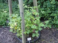 Rubus montanus