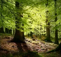 weeping beech (Fagus sylvatica) plant