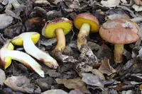 viscid bolete