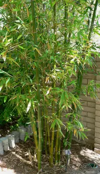 giant timber bamboo
