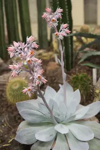 white cloud plant