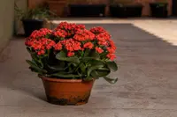 Kalanchoe