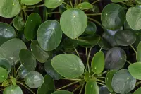 Pilea peperomioides leaves