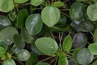 Pilea peperomioides leaves