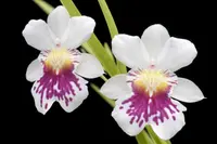 Miltoniopsis phalaenopsis