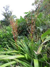 Vriesea neoglutinosa
