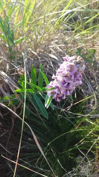 Angelonia integerrima