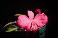 Cattleya wittigiana