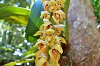 Bulbophyllum occlusum