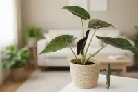 Alocasia wentii