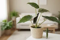 Alocasia wentii
