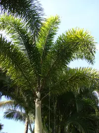 Foxtail palm