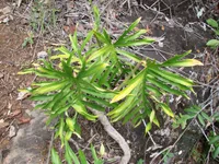 Philodendron mayoi (Philodendron mayoi) plant