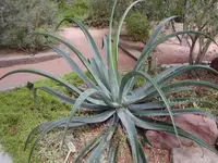 Octopus Agave
