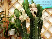 Indian spurgetree (Euphorbia neriifolia) plant