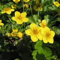 Siberian barren strawberry