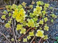 Golden Japanese Stonecrop (Sedum makinoi) plant