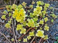 Golden Japanese Stonecrop (Sedum makinoi) plant