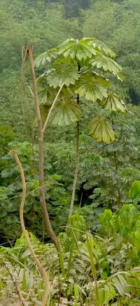 African corkwood tree