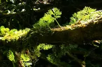 peltate tonguefern (Elaphoglossum peltatum) plant