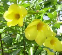 Golden Trumpet