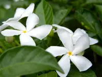 pinwheelflower