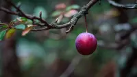 American plum (Prunus americana) plant