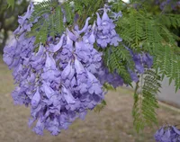 Jacaranda (Jacaranda mimosifolia) plant