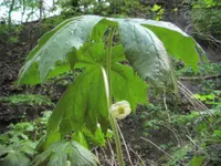 mayapple (Podophyllum peltatum) plant