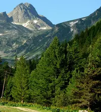 Macedonian Pine