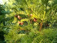 Japanese Plum-yew