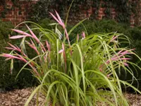 Billbergia nutans leaf
