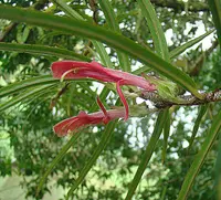 Columnea linearis