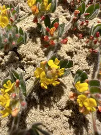 Acmispon tomentosus (Acmispon tomentosus) plant