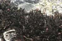 andreaea moss