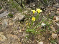 Apricot Tulp