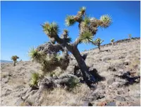 Yucca brevifolia plant