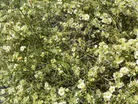 Cheesebush