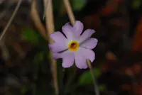 Mistassini primrose (Primula mistassinica) plant