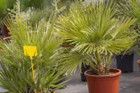 Cycas revoluta in the container