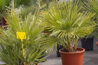 Cycas revoluta in the container