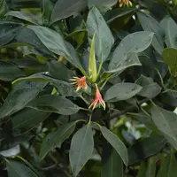 Cigartree
