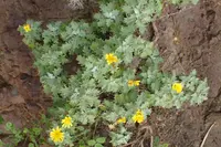 Andryala pinnatifida (Andryala pinnatifida) plant