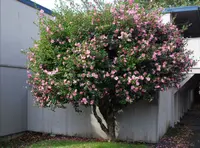 Camellia sasanqua